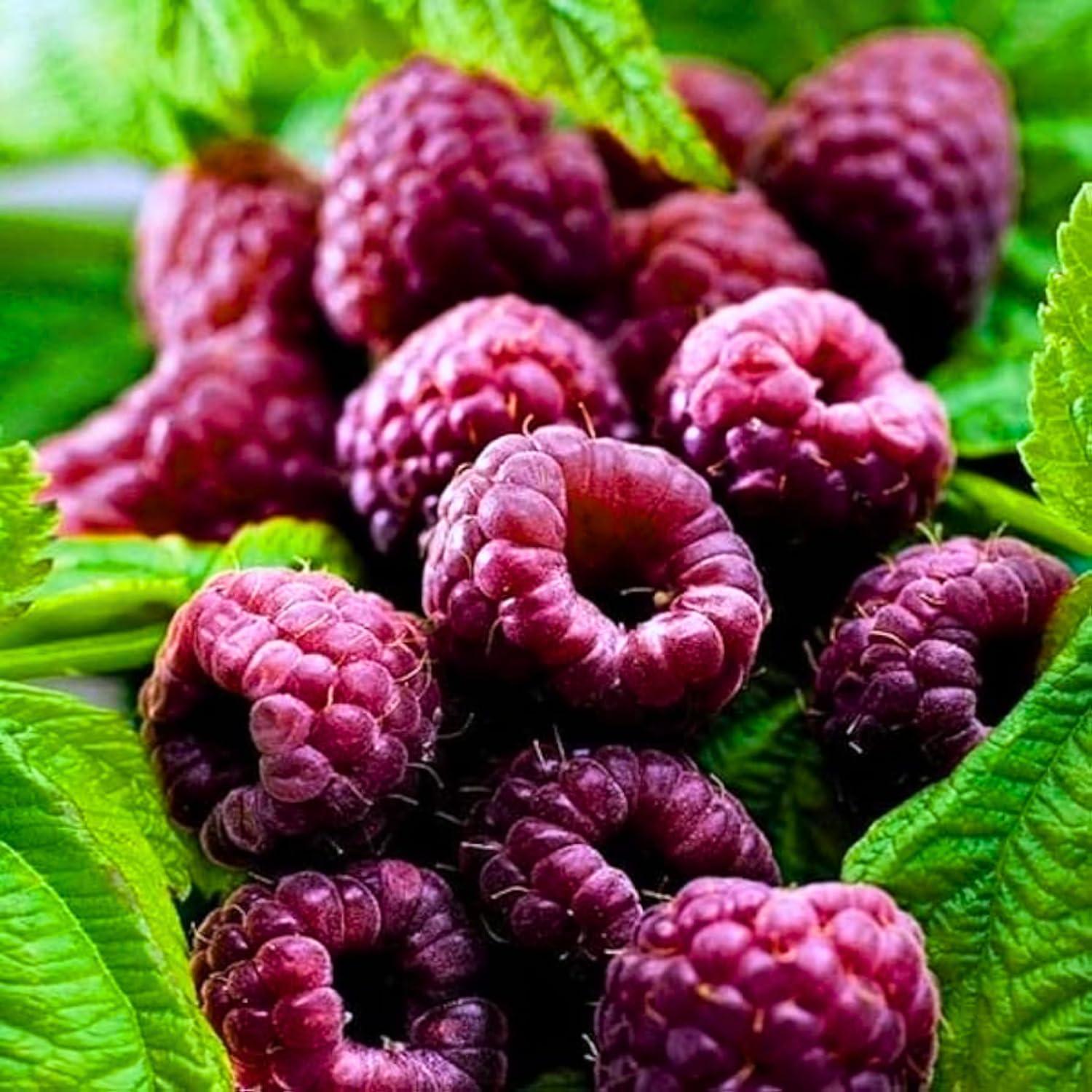 2-Pack Raspberry Plants Live, Raspberry Bushes Live Plants Well-Rooted, 5-9 Inch Tall, Raspberry Fruits (Glencoe Raspberry)