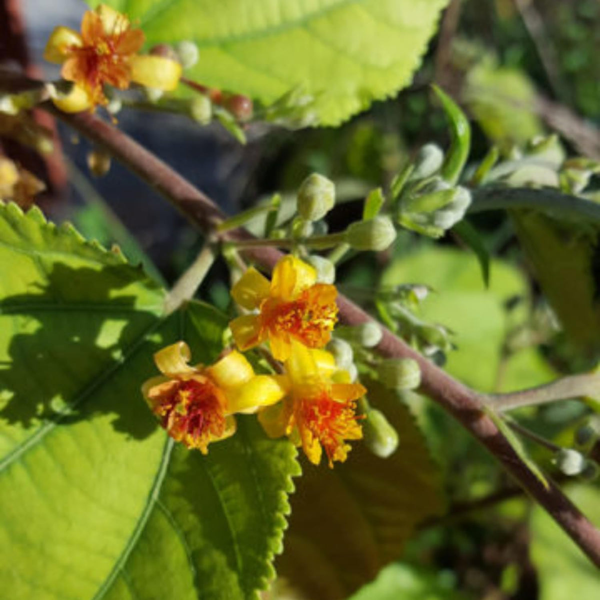 Sherbet Berry Live Tree, Fast-Growing Berry Fruit Plant, 5-9” Tall