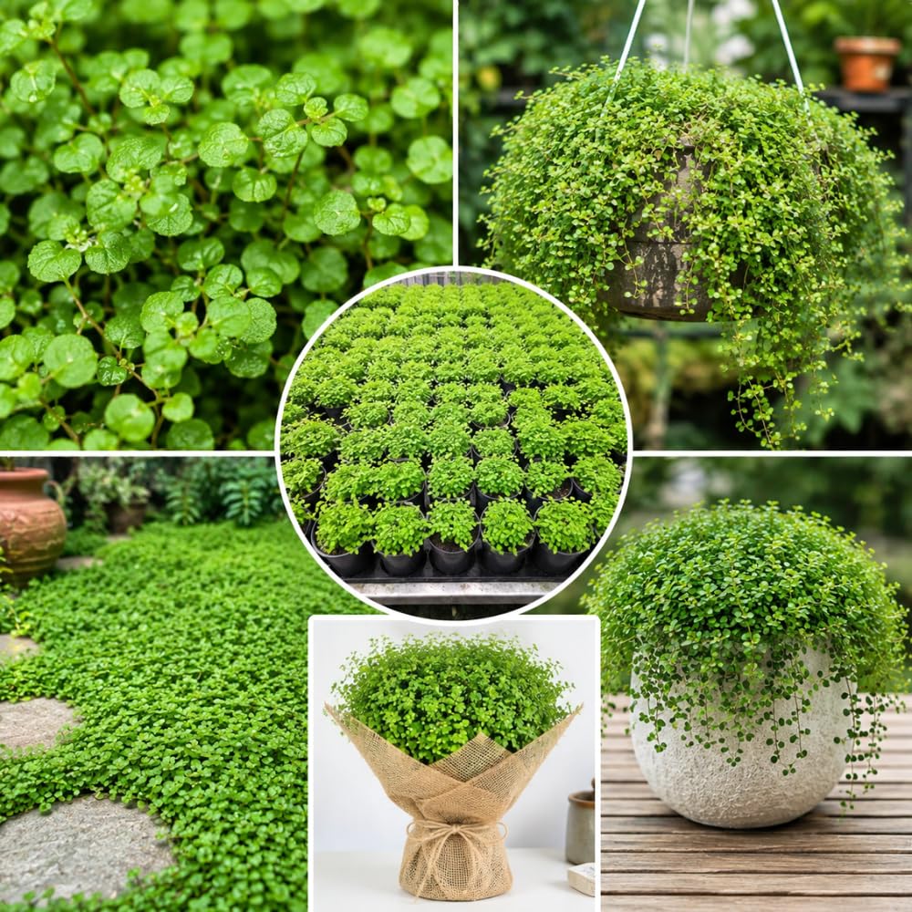 Live Dwarf Baby Tears Freshwater Aquarium Plant, 1 Portion Plant