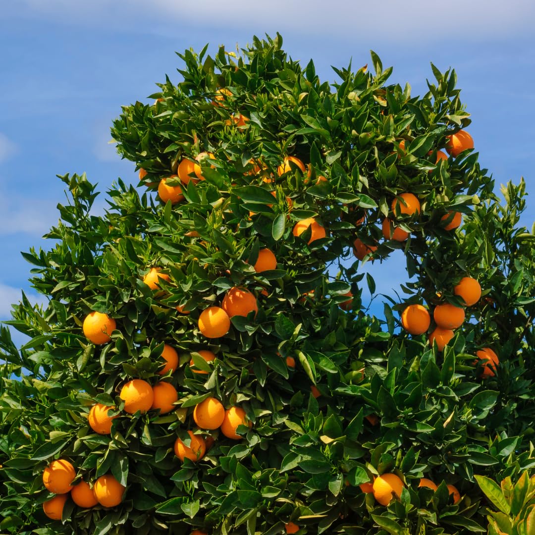 Live Navel Orange Tree, Sweet Orange Fruit Plant, 3-4 Feet Tall in 5 Gallon Pot, Ready for Planting