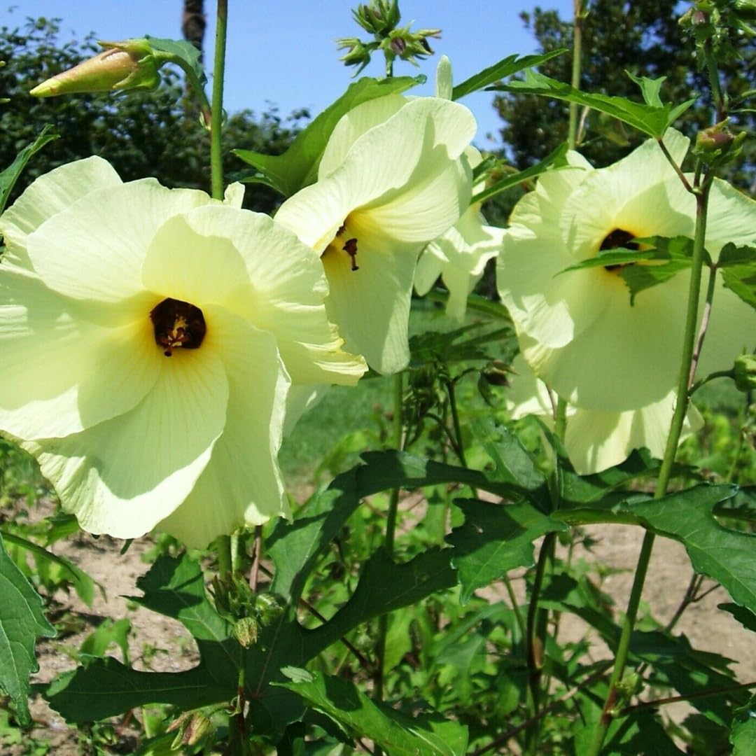 Set 3 Chief Prize Tree Hibiscus Plant Live, Starter 4-6 Inches in Tall, Stunning Blooming Shrubs for Indoor and Outdoor Spaces