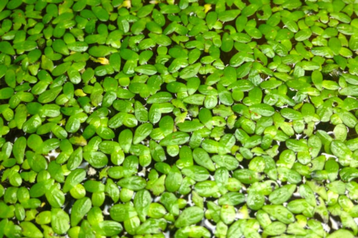 4000+ Duckweed Plants Live, Live Aquarium Plants, Aquarium Plant Live, Live Duckweed Plant Freshwwater Plant Live