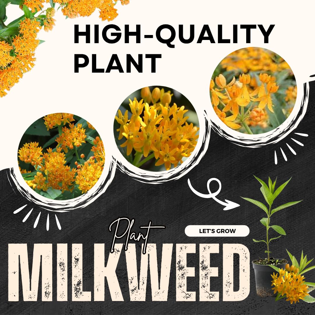 Pack 4 Butterfly Milkweed Plants Live, Milkweed Live Plants, 5-8" Height Asclepias Tuberosa Perennial Flowers Home Garden (Yellow Milkweed)
