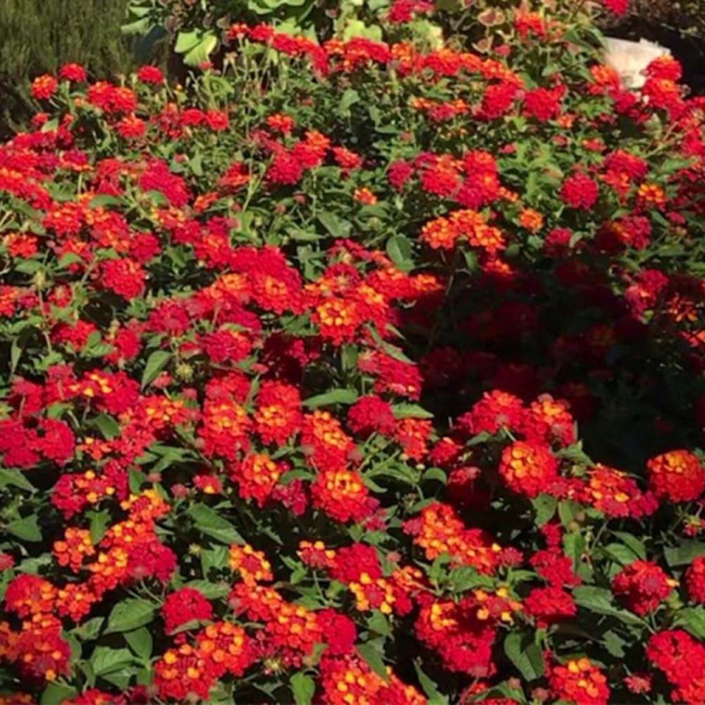 Pack 4 Lantana Plants Live for Planting, Trailing Live Plants 4-9 Inch Tall, Perennial Lantanas Flowers Indoor Outdoor (Red Lantana)