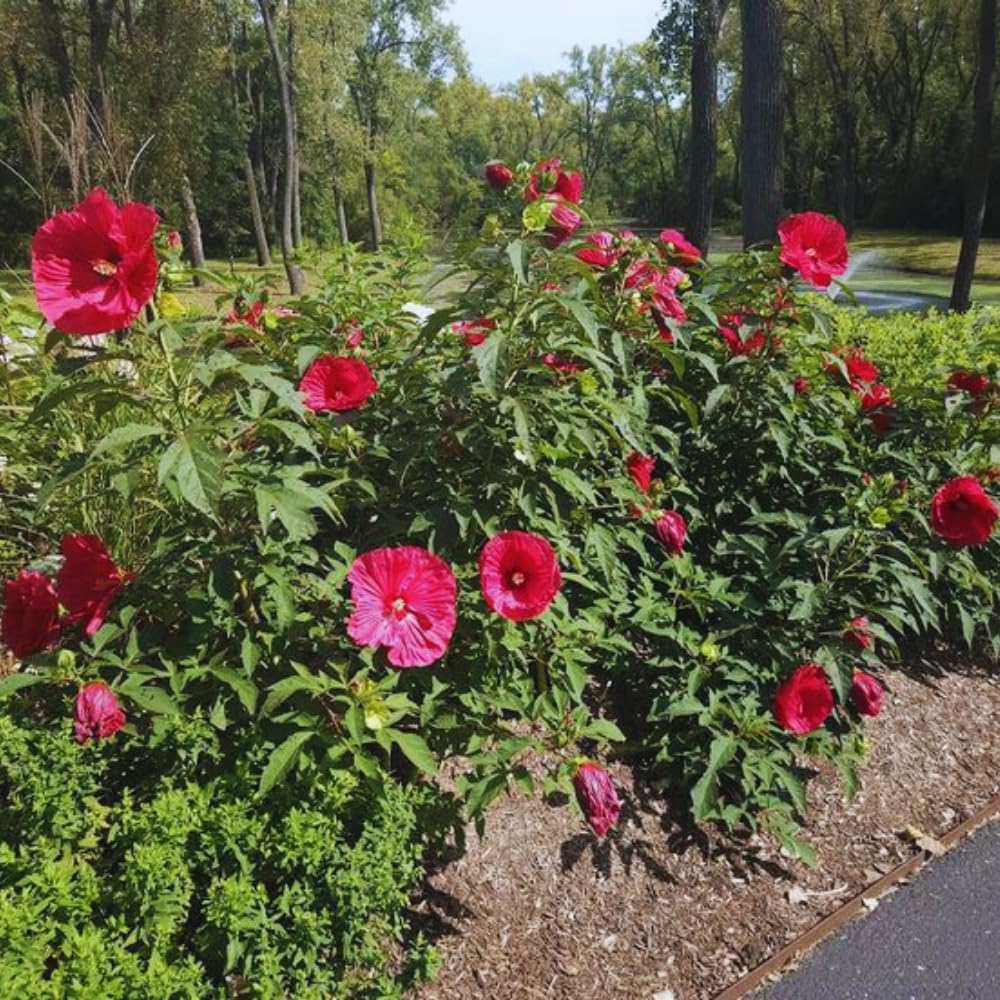 2 Hardy Hibiscus Plants Live, Red Hibiscus Flowers Plant, 4 to 6 Inches Tall, Hibiscus Tree Live Plant for Gardening Indoor Outdoor