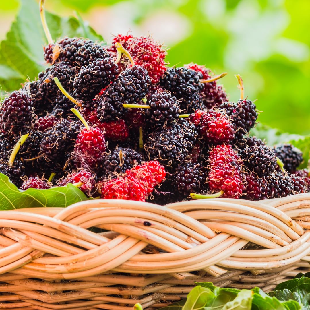 Mulberry Tree Live Plant, Sweet Mulberry Plant, 2-3 Feet Tall for Outdoor Garden