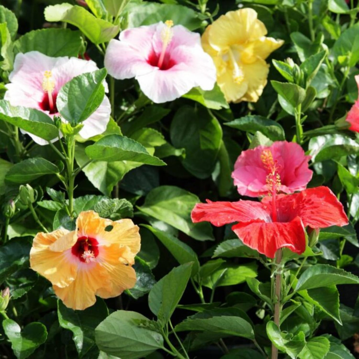 Set 4 Hibiscus Plants Live, Tropical Flowering Shrub, 4-8" Tall, Cold Hardy Bush (Mixed Hibiscus)