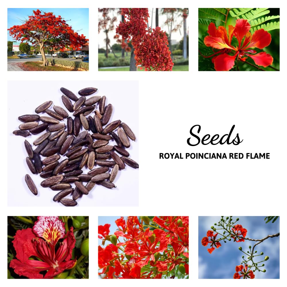 10 Royal Poinciana Seeds for Planting, Red Tropical Flamboyant Tree Seeds for Outdoor Landscapes