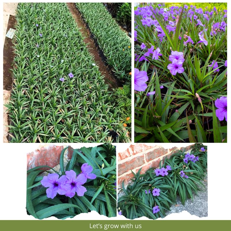 6 Dwarf Blue Mexican Petunia Plants Live, 4-7 Inches Tall, Hardy Perennial Flowers