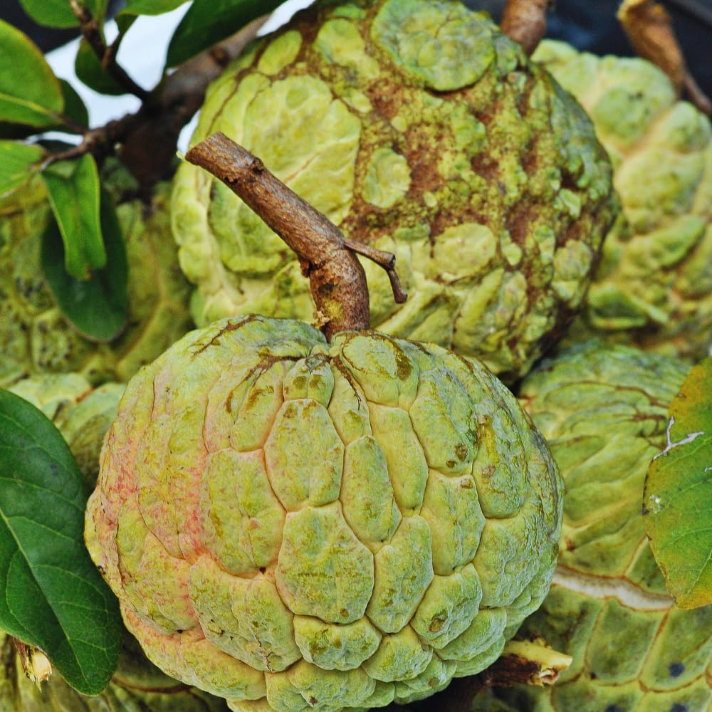 Green Sugar Apple Tree Live Plant, Sugar Apple Fruit Plant, 3 Gallon Pot, 2 to 3 Feet Tall