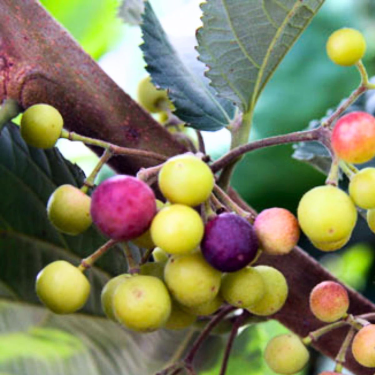 Sherbet Berry Live Tree, Fast-Growing Berry Fruit Plant, 5-9” Tall