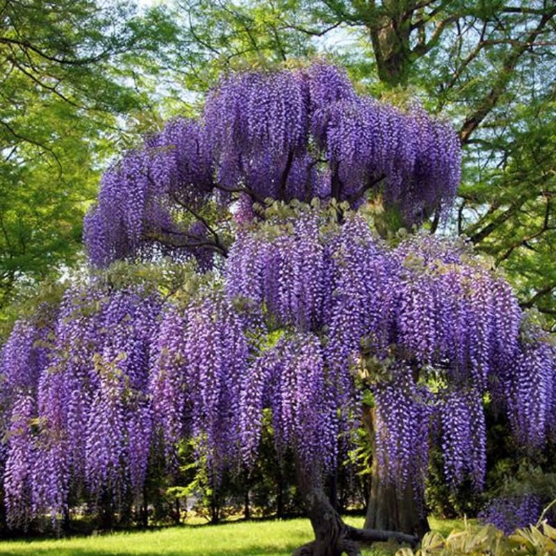 Wisteria Live Plant, Wisteria Tree, 6 to 12 Inch Plant in Pot, Fully Rooted, Hardy Perennial Flower Plants, Dormant in Winter