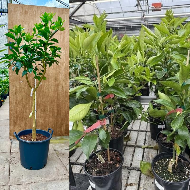 Navel Orange Tree 3-4 Feet Tall, Live Citrus Fruit Tree in 5-Gallon Pot, Hardy Outdoor Sweet Orange Fruit Plant