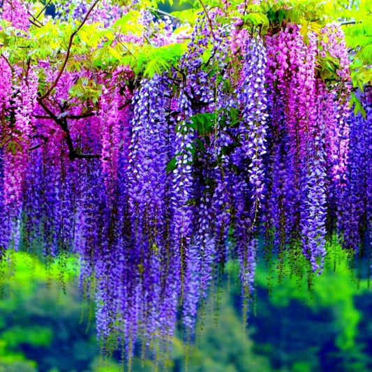 Purple Wisteria Vine Live Plant, 6-12" Tall in 2.5 Inch Pot, Hardy Climbing Flowering Plant for Garden or Patio,Wisteria Tree