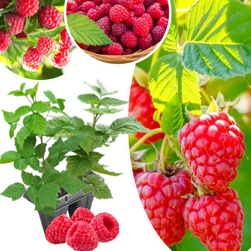 2-Pack Raspberry Plants Live, Raspberry Bushes Live Plants Well-Rooted, 5-9 Inch Tall, Raspberry Fruits (Red Raspberry)