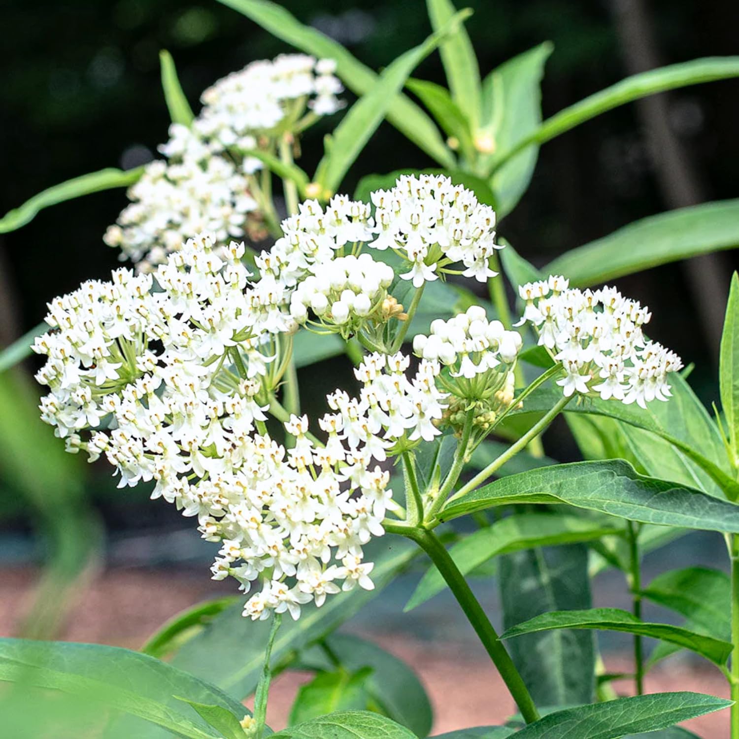Pack 4 Butterfly Milkweed Plants Live, Milkweed Live Plants, 5-8" Height Asclepias Tuberosa Perennial Flowers Home Garden (Mix Milkweed)