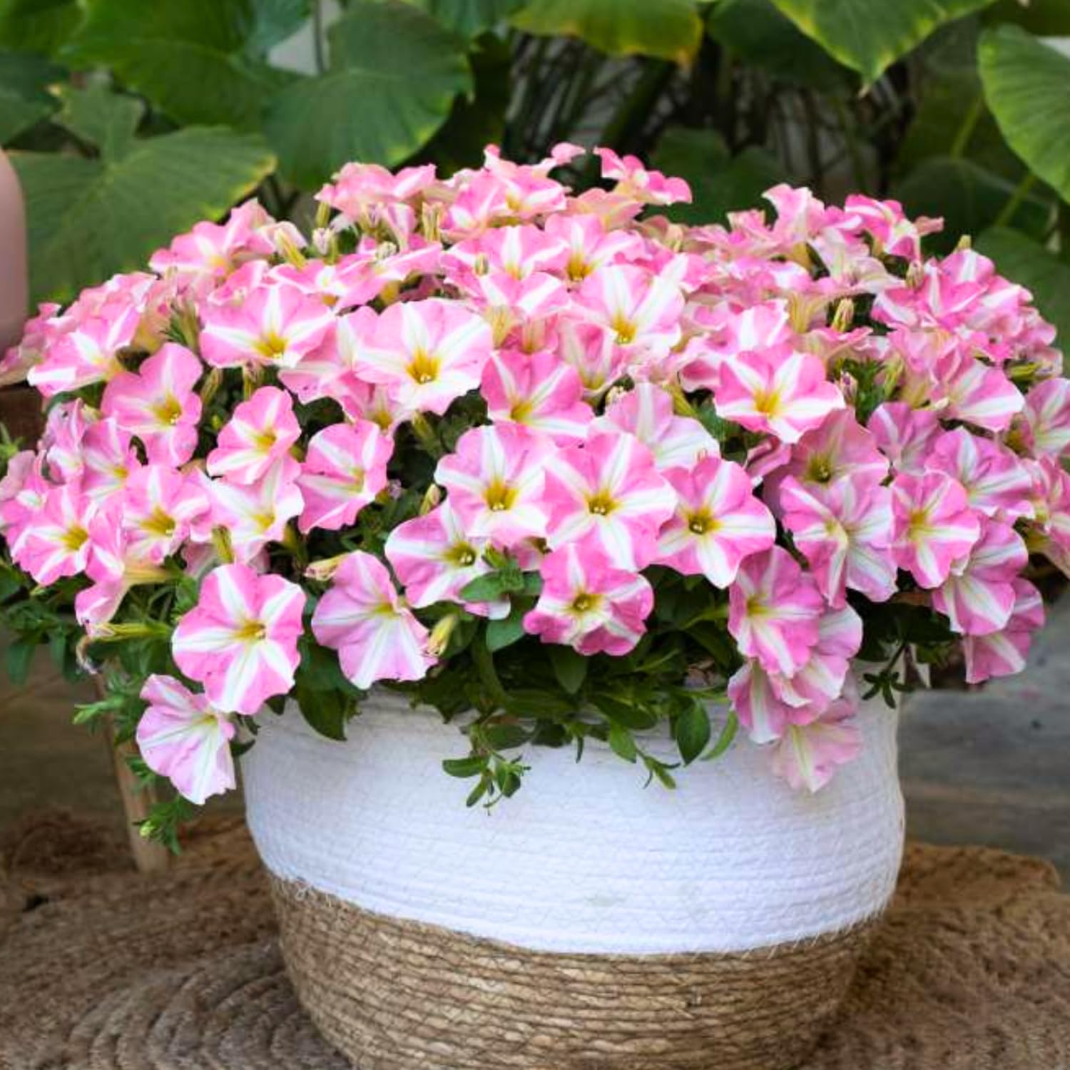 4 Petunia Live Plants, Petunia Flowers, 5-9 Inch Height, Stunning Blooms