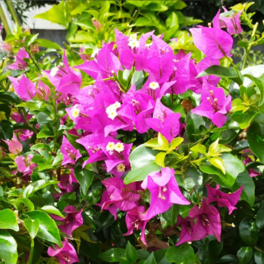2 Purple Bougainvillea Plants Live, Bougainvillea Flower Plant, 3 to 5 Inc Tall, Live Bougainvillea Vine Plant