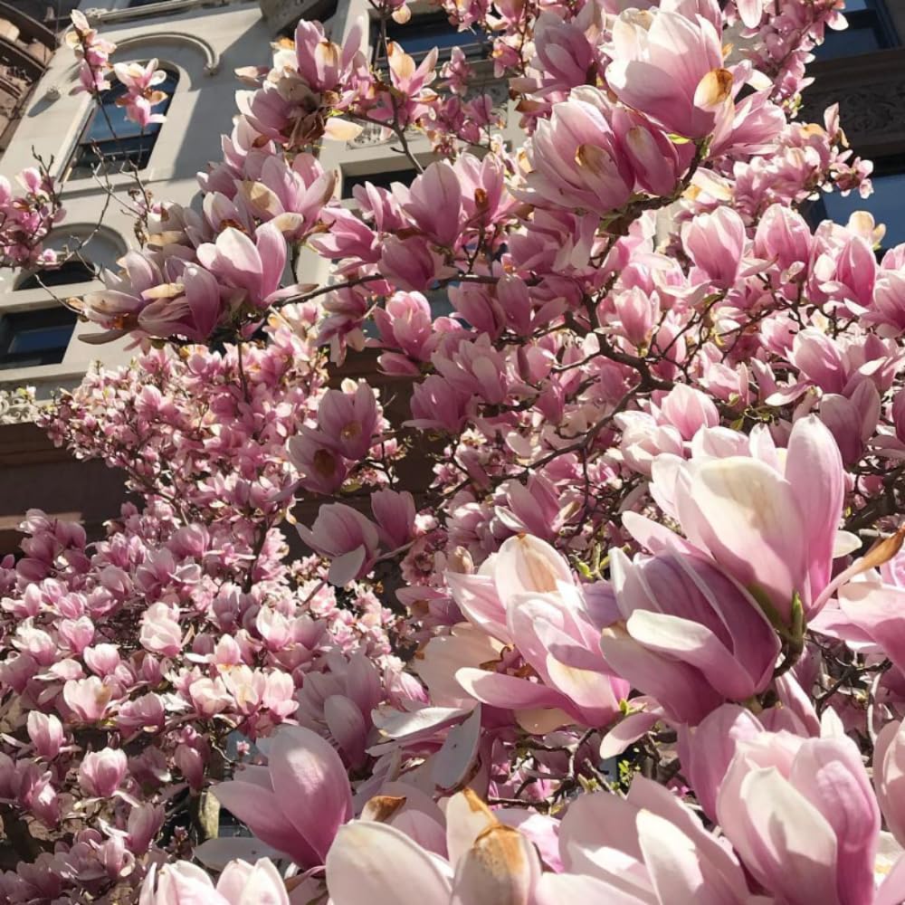 Saucer Magnolia Tree Live Plant in 4-8 Inches, Fragrant Spring Blooms, Hardy Perennial Magnolia Flowers Potted Ready to Grow, Winter Dormant