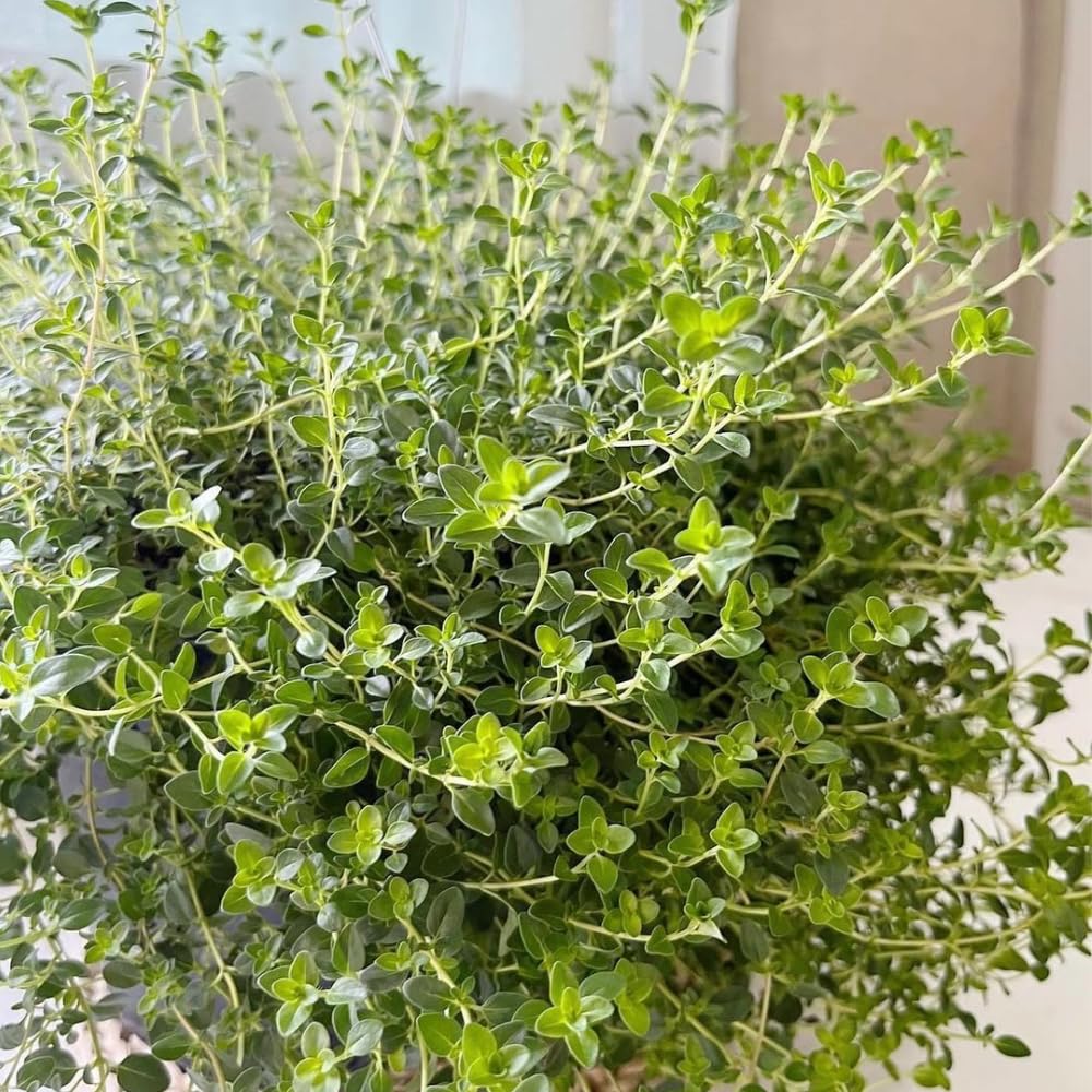Set 2 Lemon Thyme Plants Live, Live Lemon Thyme Herbs, 4 to 6 Inches Tall, Edible and Fragrant Herb for Patio and Garden