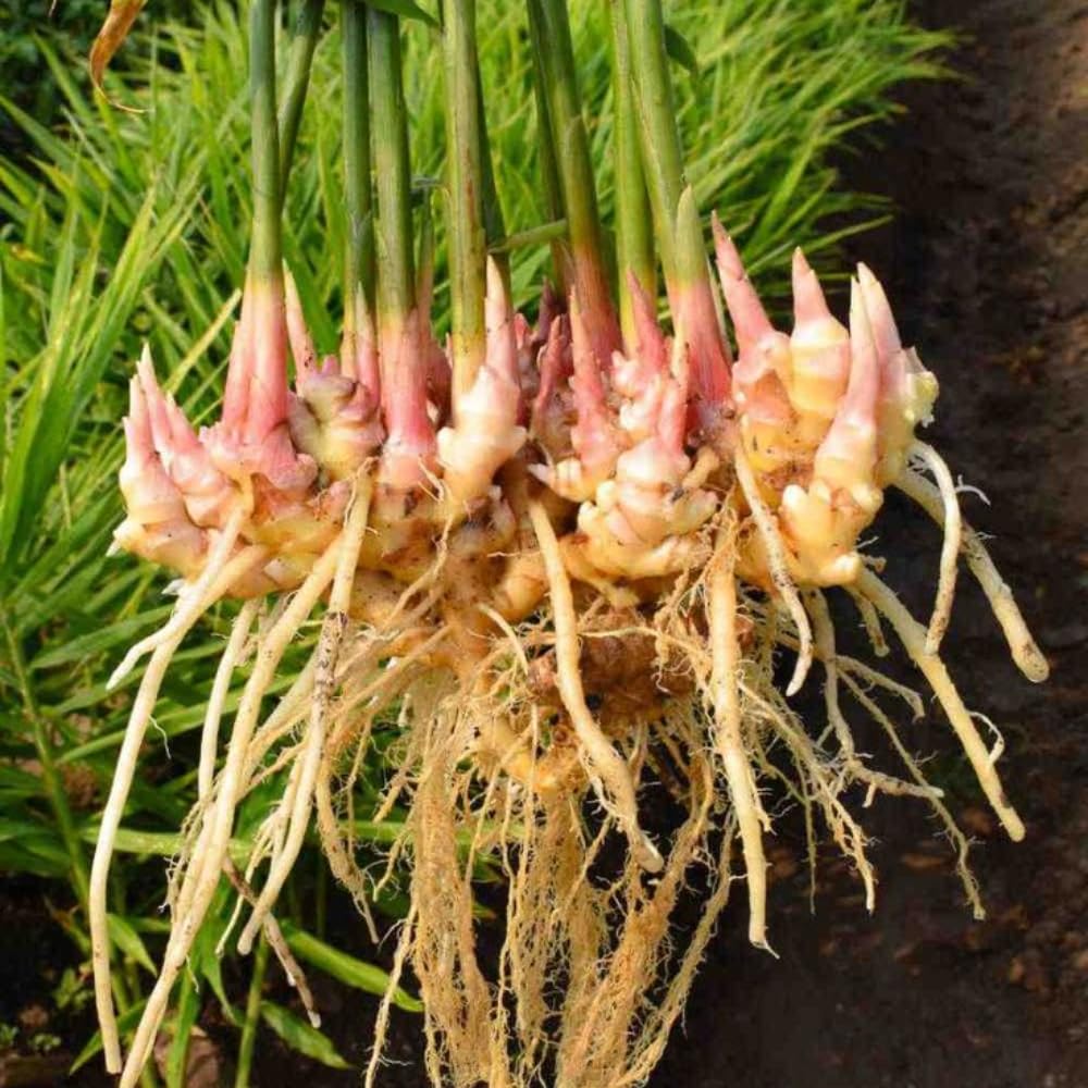 2 Thai Ginger Plants Galanga Live Herb Plants, Well-Rooted Starter Plant, from 4 to 7 Inc Tall, No Pot