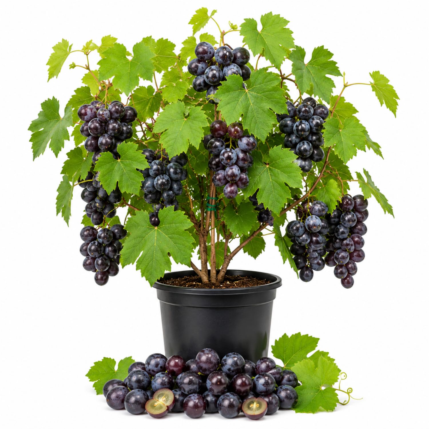 Muscadine Grape Plant in 1 Gal Pot, 20–24" Tall, Live Grape Fruiting Vine for Patio, Containers and Backyard, Hardy Outdoor Vine, No CA