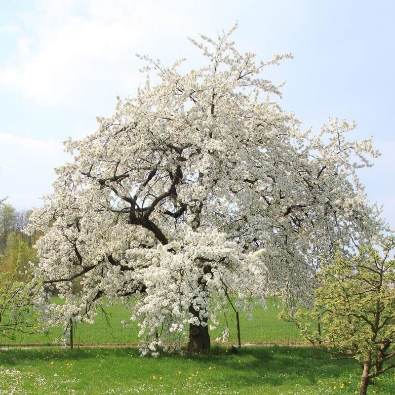 Cherry Blossom Tree, White Cherry Tree Live Plant, 6-12 Inch Tall in 2.5 Inch Pot, Dormant in Winter