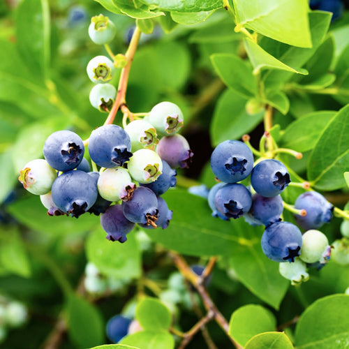 1 Blueberry Bush Live Plant, Blueberry Plant Live for Planting Outdoor, 5-9 Inch Blueberry Fruit Trees, No Pot (Sunshine Blueberry)
