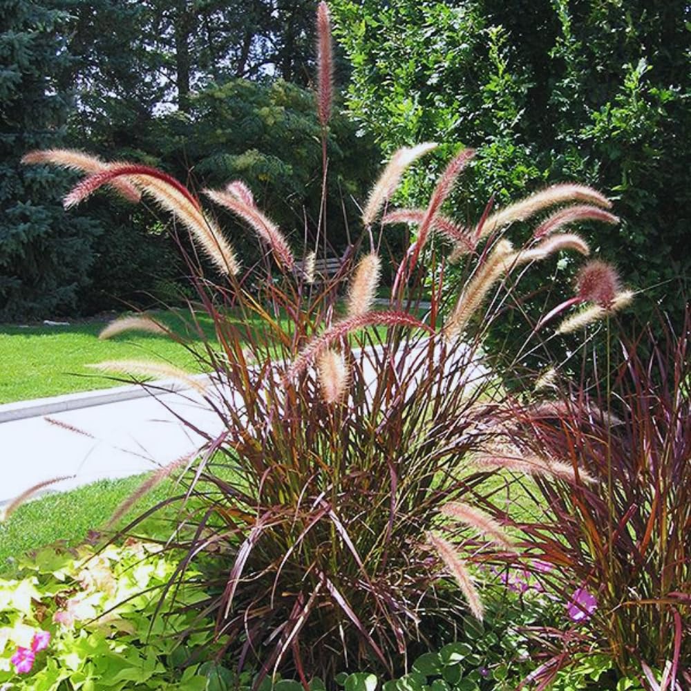 2 Purple Fountain Grass Plants Live, 5 to 7 Inches Tall, Ornamental Grass Plant for Growing Indoor Outdoor