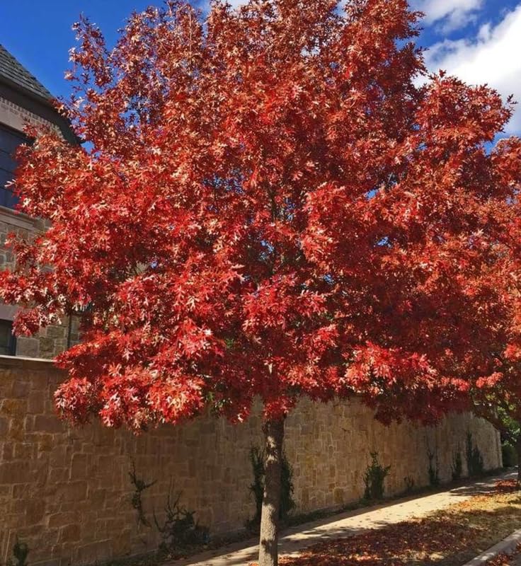 1 Year Old Pin Oak Tree Live Plant in 4" Pot, Fast Growing Shades Tree, Well-Rooted Seedling, Dormant in Winter, 6-12 Inches in Tall