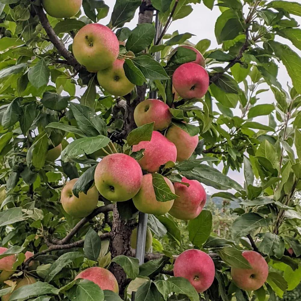 Apple Plant Live, Sweet Apple Plant in 3 Gal, 3-4 Feet Tall, Apple Fruit Tree Outdoor Garden, No Ship to CA (Red Apple)