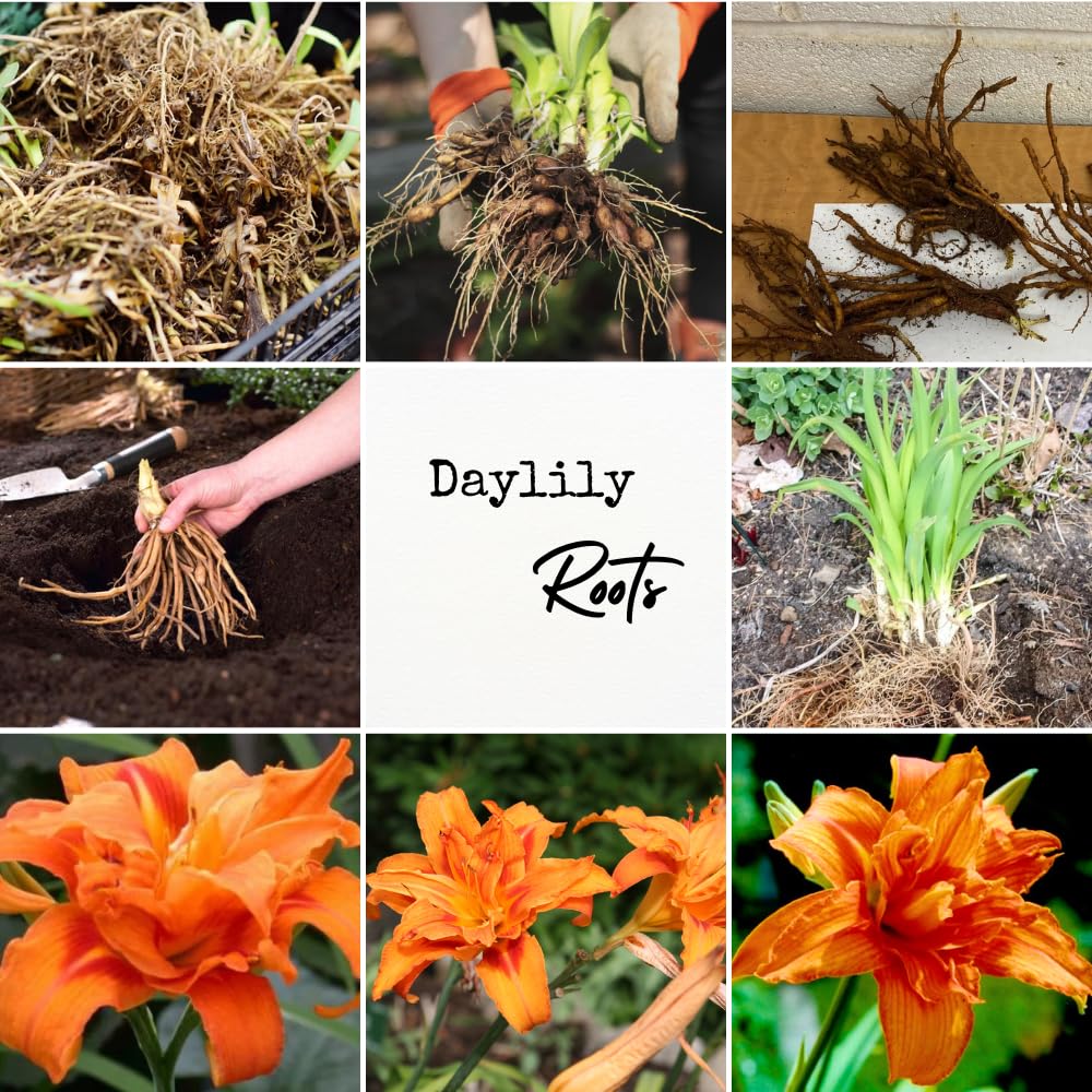 3 Double Orange Daylily Bulbs for Planting, Reblooming Daylilies Bulbs, Perennial Flowers Bulbs