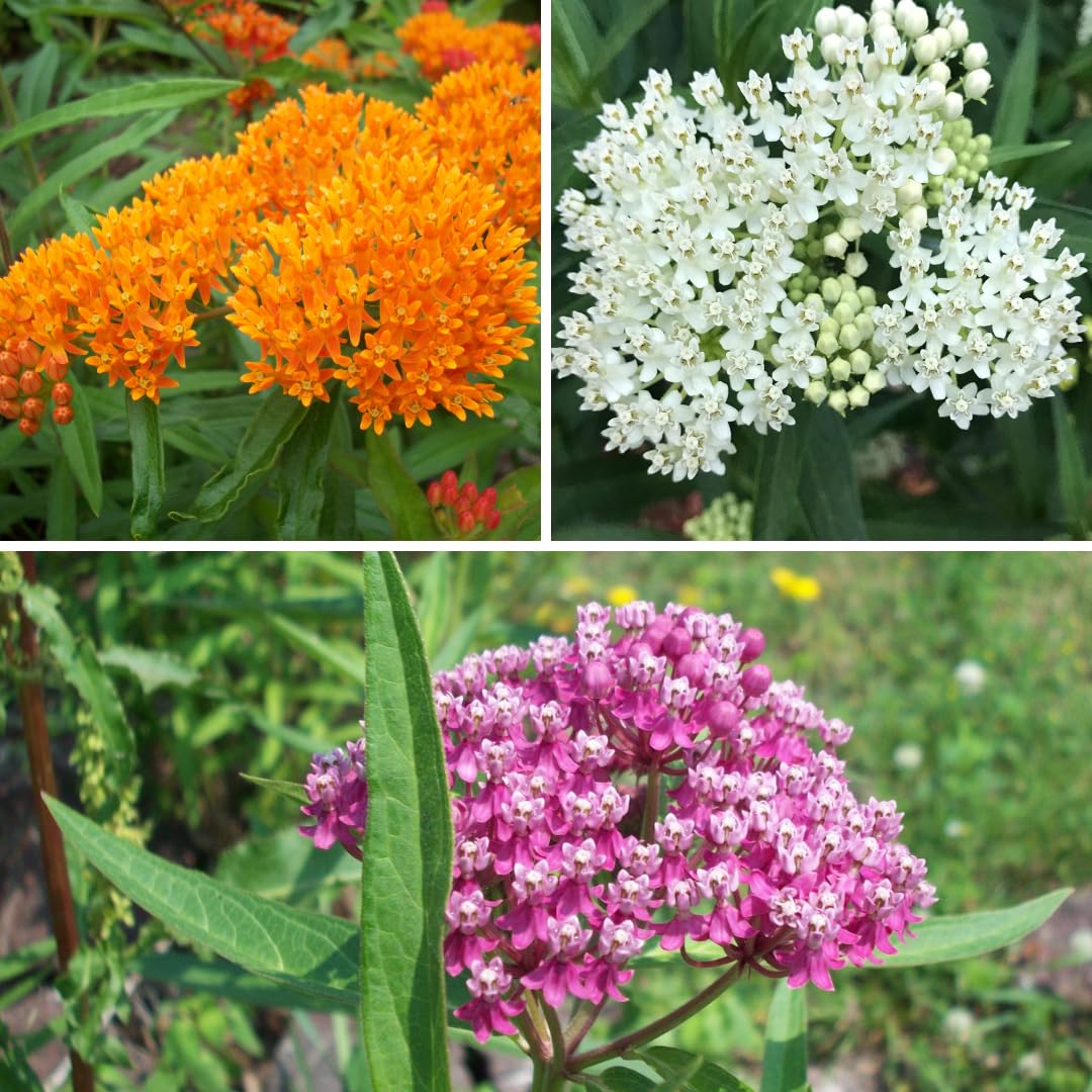 Set of 2 Live Milkweed Plants, Perennial Butterfly Milkweed Plants, Asclepias Tuberosa Plant, 5-8 Inch Tall for Indoor or Outdoor Planting, No Pot(Random Color Milkweed)