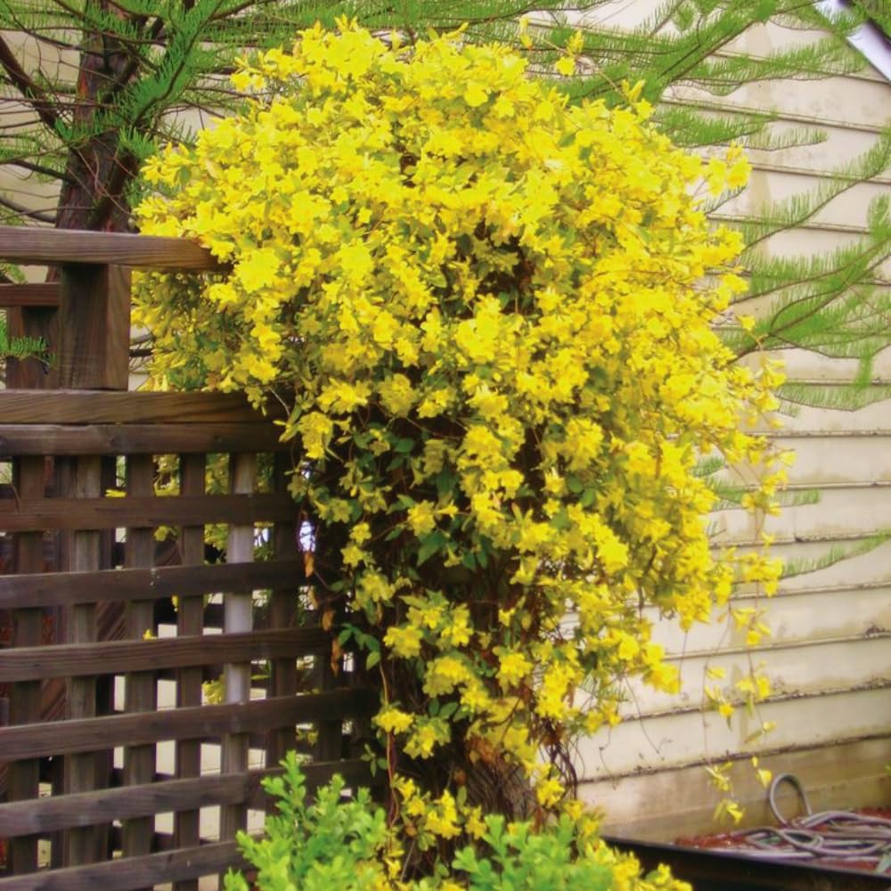 3 Yellow Jasmine Plants Live, 5 to 8 Inches Tall, Jasmine Vine Plant for Gardening and Outdoor Patio