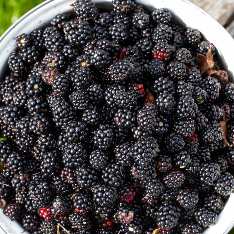Pack 2 BlackBerry Plants Live, 4-8 Inch Tall, Sweet Blackberries Fully Rooted High Yield Berry Plants for Outdoor Planting