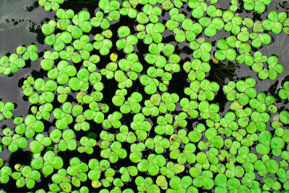 4000+ Duckweed Plants Live, Live Aquarium Plants, Aquarium Plant Live, Live Duckweed Plant Freshwwater Plant Live