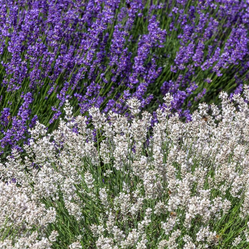 Pack 4 Mixed Lavender Plants Live, 4–8" Tall, Fragrant Lavender Flower Lavandula Perennial Well-Rooted, No Pot