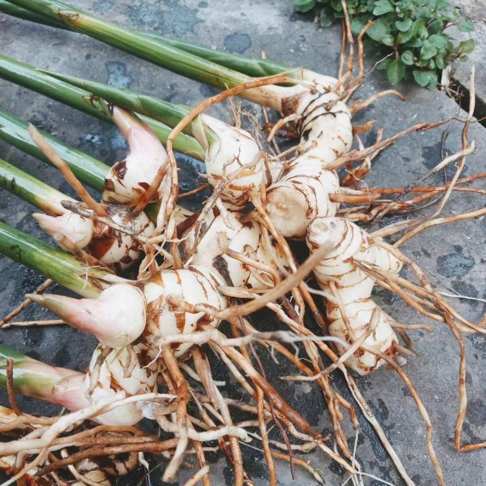 4 Hardy Galanga Thai Ginger Live Plants, Well-Rooted Starter Plant, 5 to 6 Inc Tall, Ginger Herb Plants