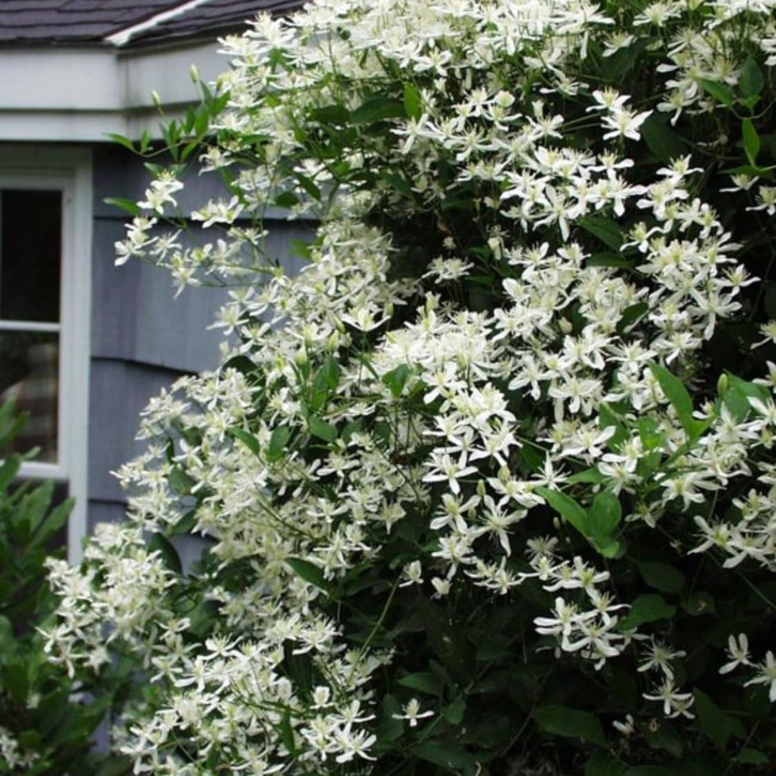 Set 3 Clematis Plants Live in 4'' Pot, Live Sweet Autumn Clematis Vine, Fragrant, Fast-Growing Flowering Vine for Trellises, Arbors, Winter Dormant