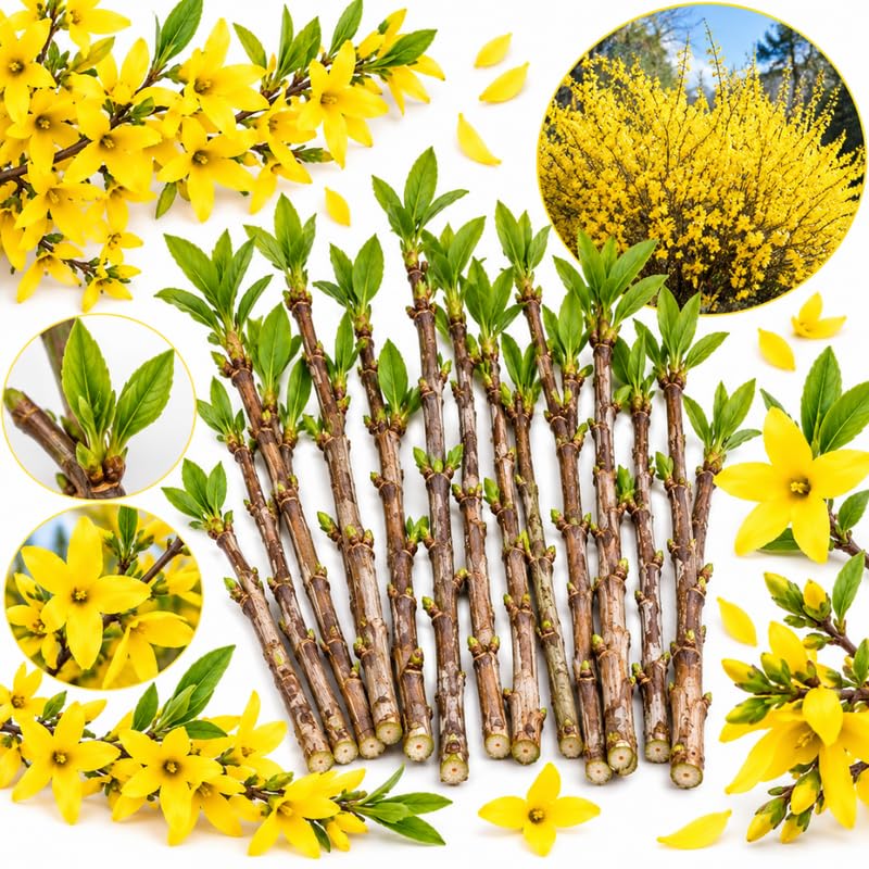 24 Forsythia Plants Live Cuttings, 6-8", Yellow Flowering Stem