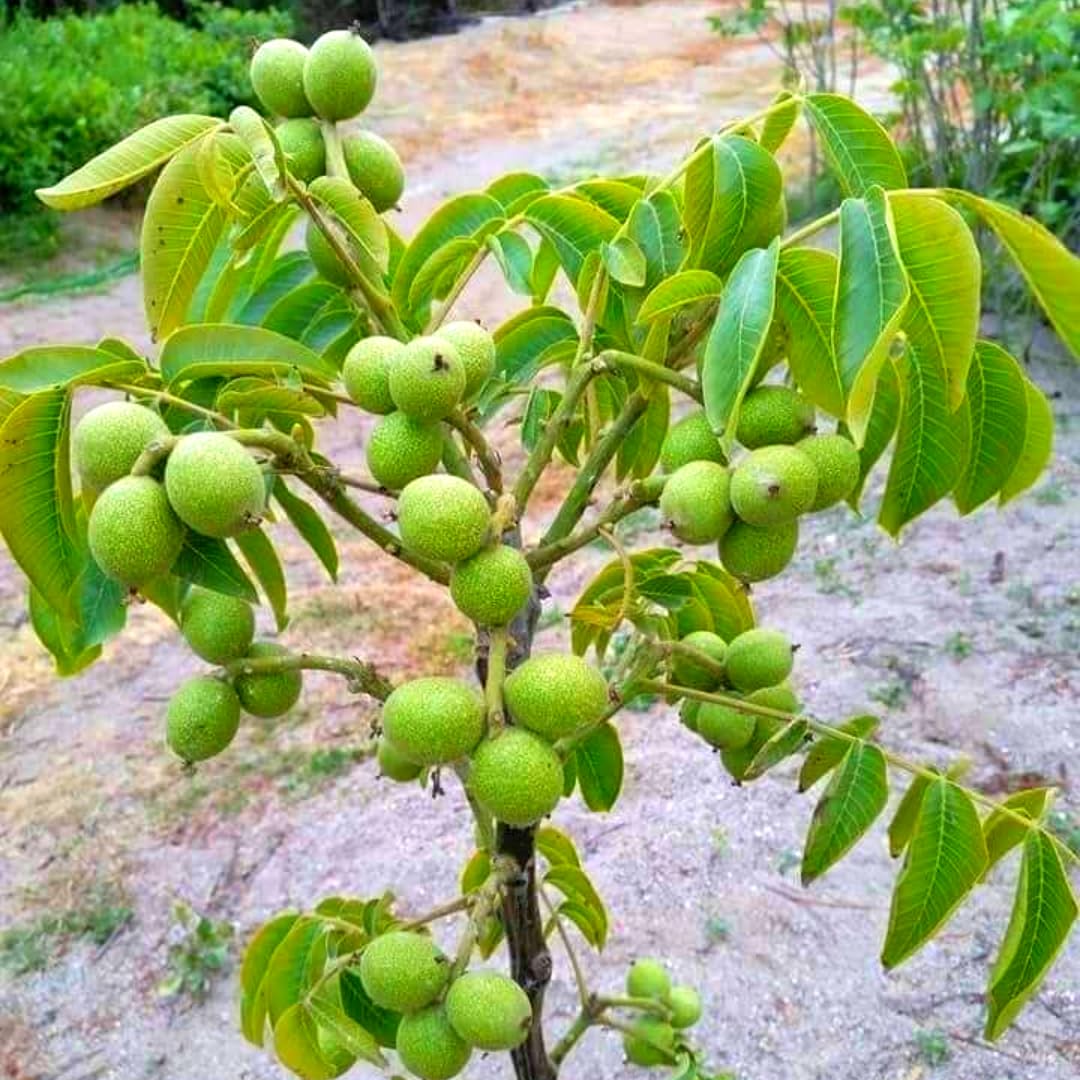 Walnut Tree Live Plant in Quart Pot, 6-10" Cold Hardy, Dormant, Black Walnuts Trees for Garden Spring Planting