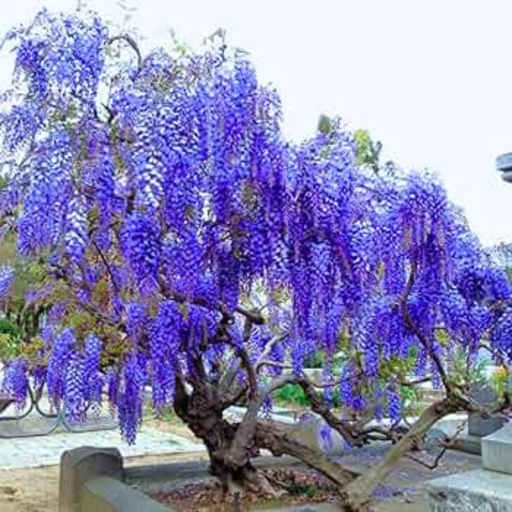 Blue Wisteria Vine Live Plant, 6-12" Tall in 2.5 Inch Pot, Hardy Climbing Flowering Plant for Garden or Patio,Wisteria Tree
