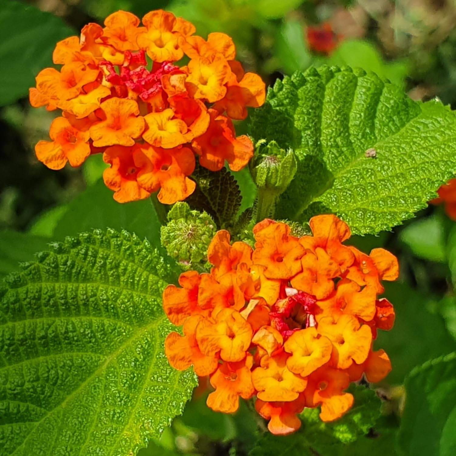 2 Orange Lantana Plants Live, Lantanas Live Plants for Planting Indoor Outdoors, Perennial Flowers, 4-9 Inch Tall Well-Rooted