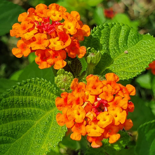 2 Orange Lantana Plants Live, Lantanas Live Plants for Planting Indoor Outdoors, Perennial Flowers, 4-9 Inch Tall Well-Rooted