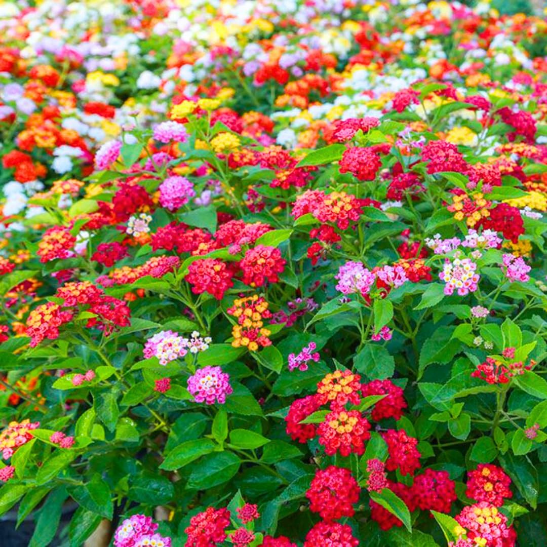 Pack 4 Lantana Plants Live for Planting, Trailing Live Plants 4-9 Inch Tall, Perennial Lantanas Flowers Indoor Outdoor (Mix Lantana)
