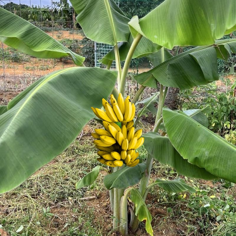 2 Dwarf Cavendish Banana Trees Live Plants Well-Rooted, High Yield and Easy to Grow Banana Plants, 4-9 Inc Tall, No Pot, Cold Hardy, Compact Size