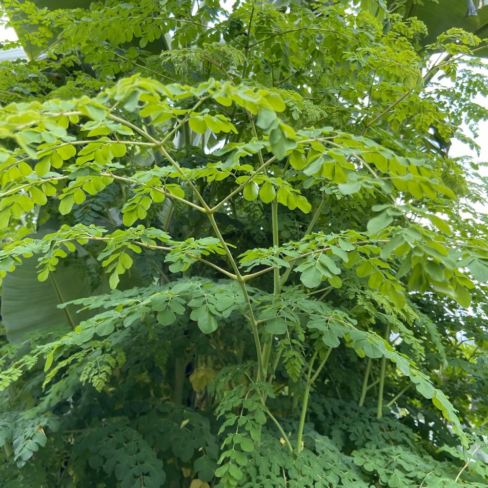 Moringa Tree Live Plant, Drumstick Moringa Tree 1-2 Feet Tall in 1 Gallon Pot, Fast Growing Tropical Plant, No Ship to CA