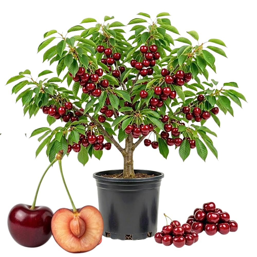 Cherry Live Tree Plant, 3-4 Feet Tall in 3 Gallon Pot, Cherry Trees Live Plants, Sweet Fruit Tree, Cold Hardy for Outdoor Gardening, No Ship to CA (Red Purple)