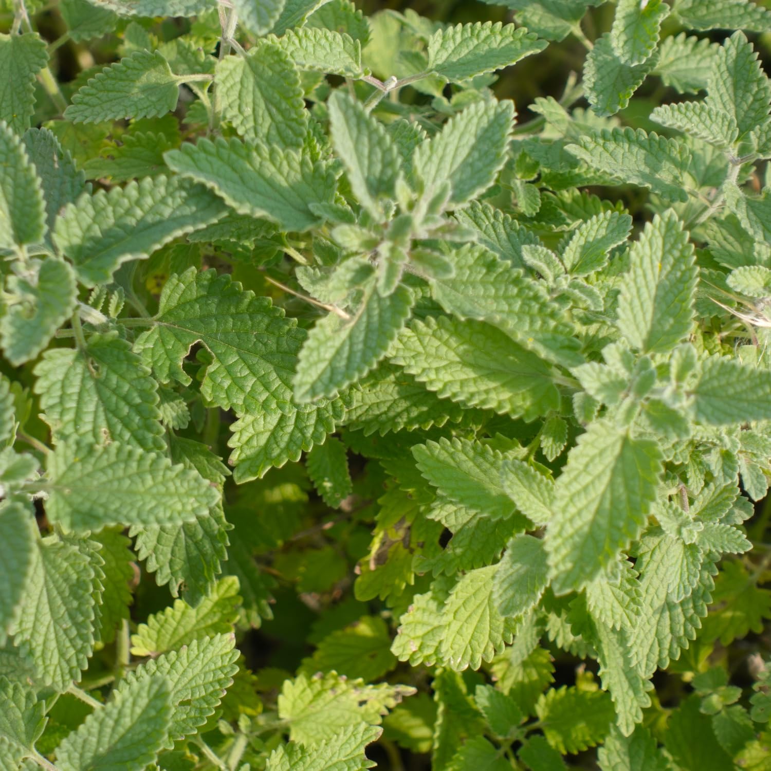 Pack 3 Catnip Live Plants, 3-6" Tall Herb Catnip Mint Plants for Garden Growing, No Pot, Well Rooted Starter Plants