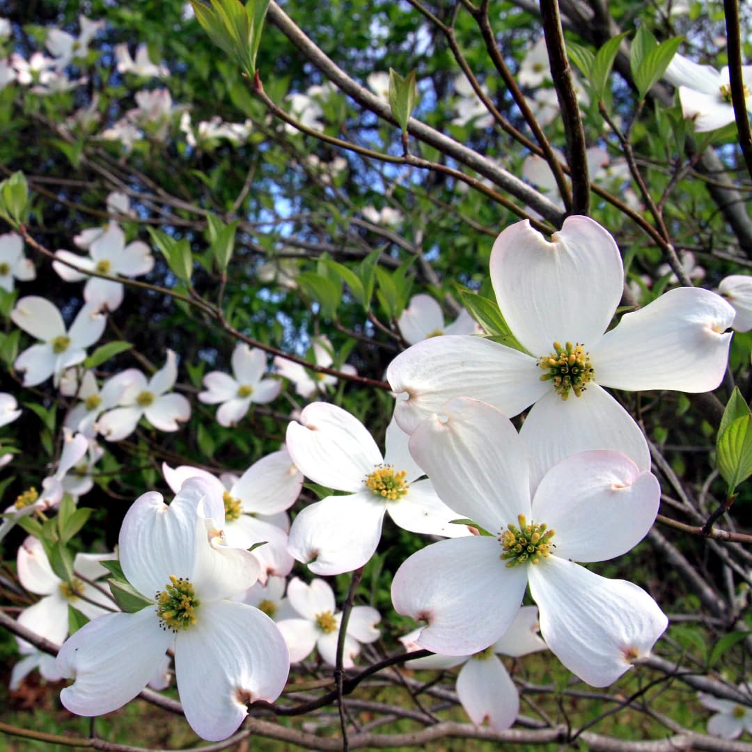 Live White Dogwood Tree Plant, Ornamental Flowering Dogwood, 6 to 12 Inches Tall for Outdoor Planting